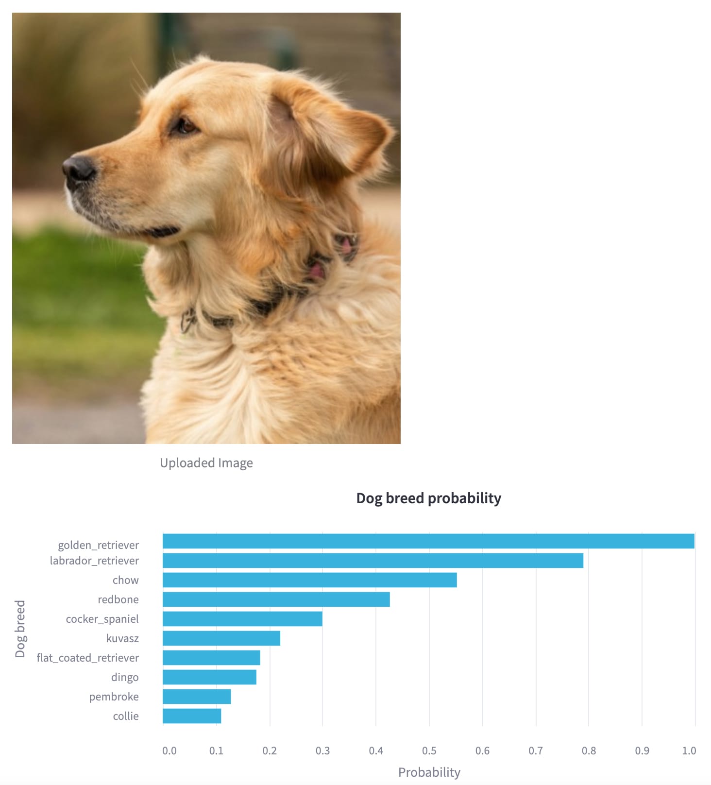 classification_of_golden_retriever